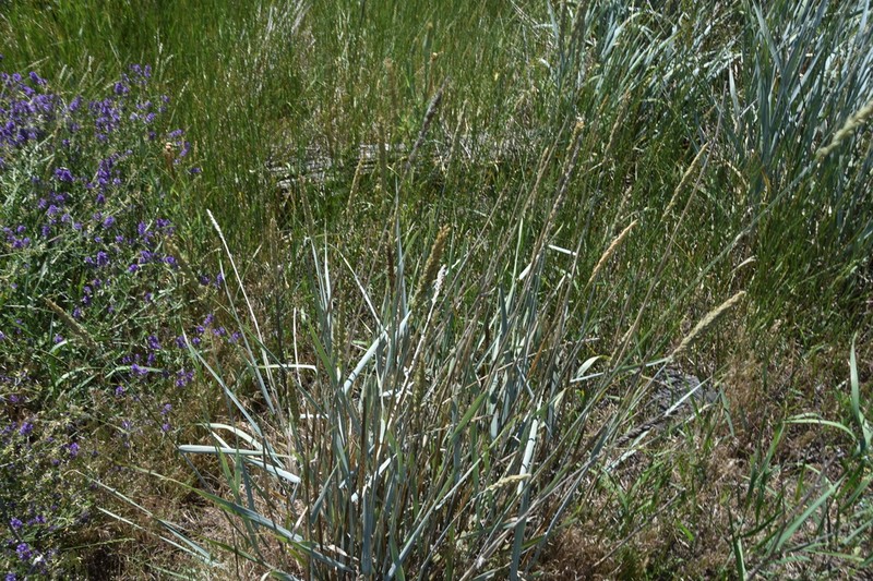 Basin Wildrye photo 3