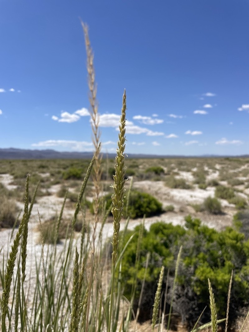 Basin Wildrye photo 7