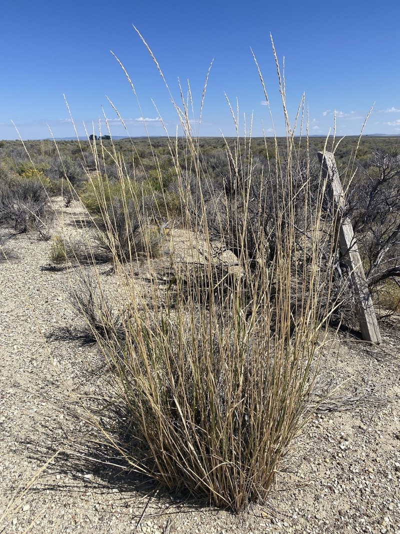 Basin Wildrye photo 8