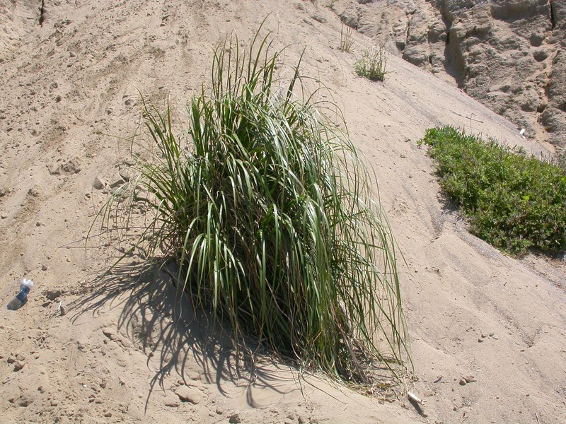 Giant Wildrye photo 2