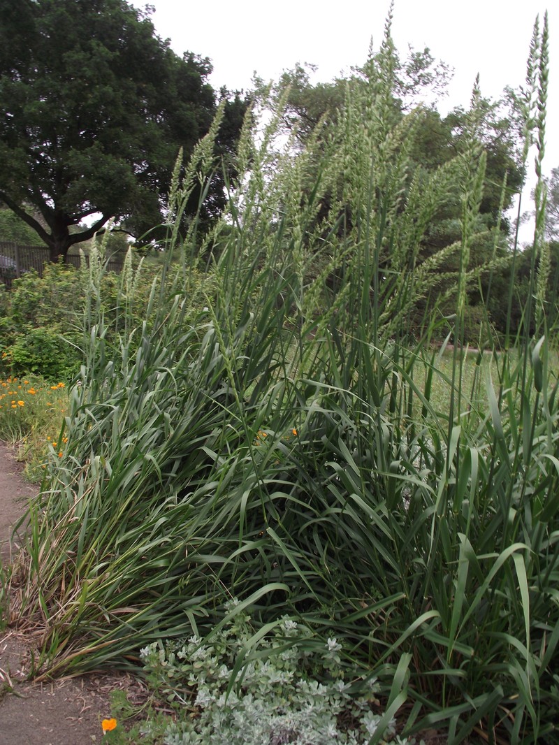 Giant Wildrye photo 3