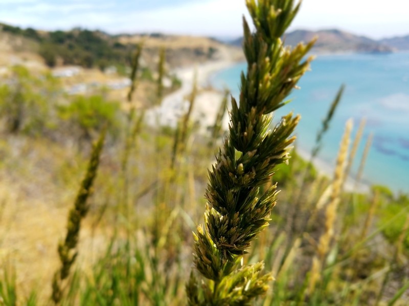 Giant Wildrye photo 2