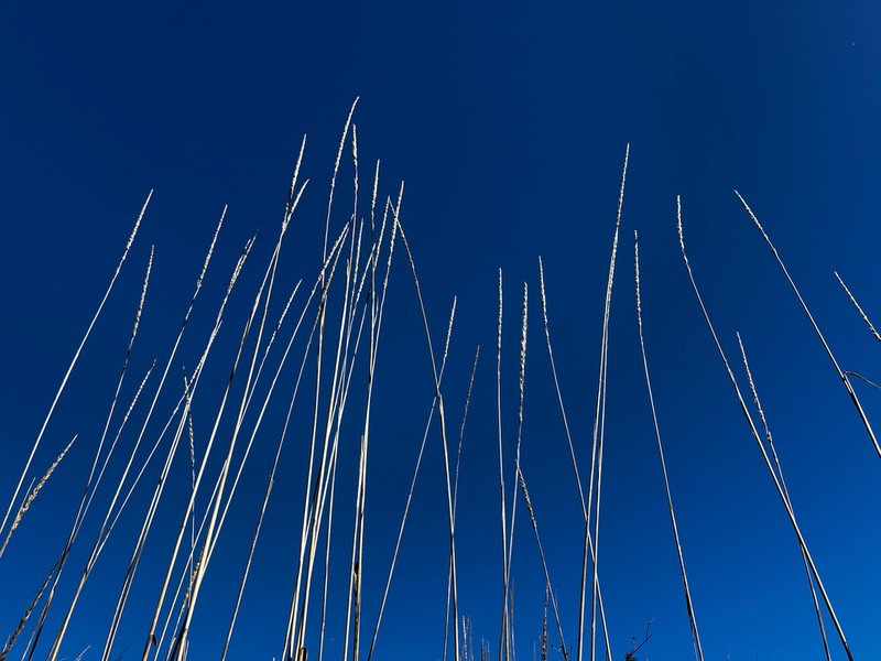 Giant Wildrye photo 3