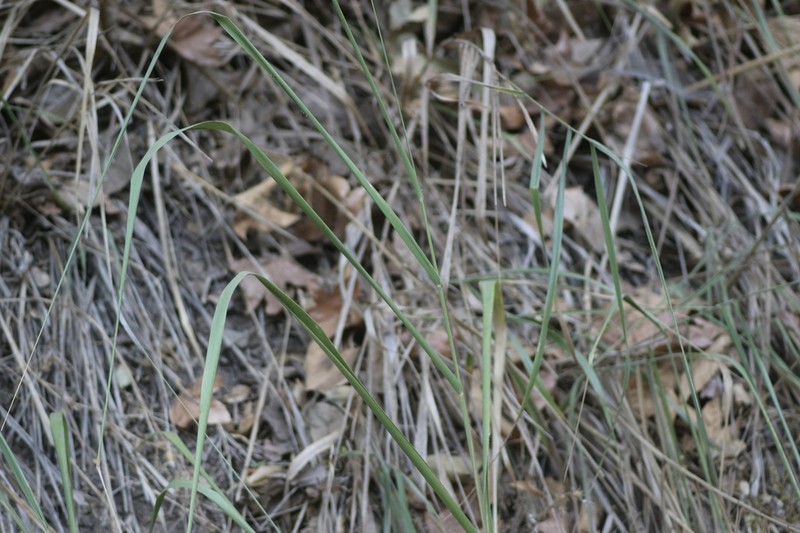 Giant Wildrye photo 5