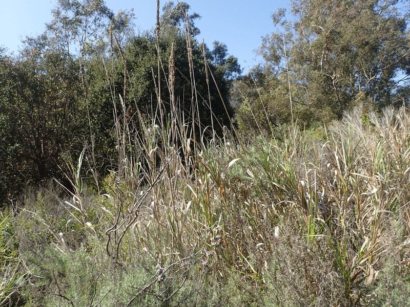 Giant Wildrye photo 6