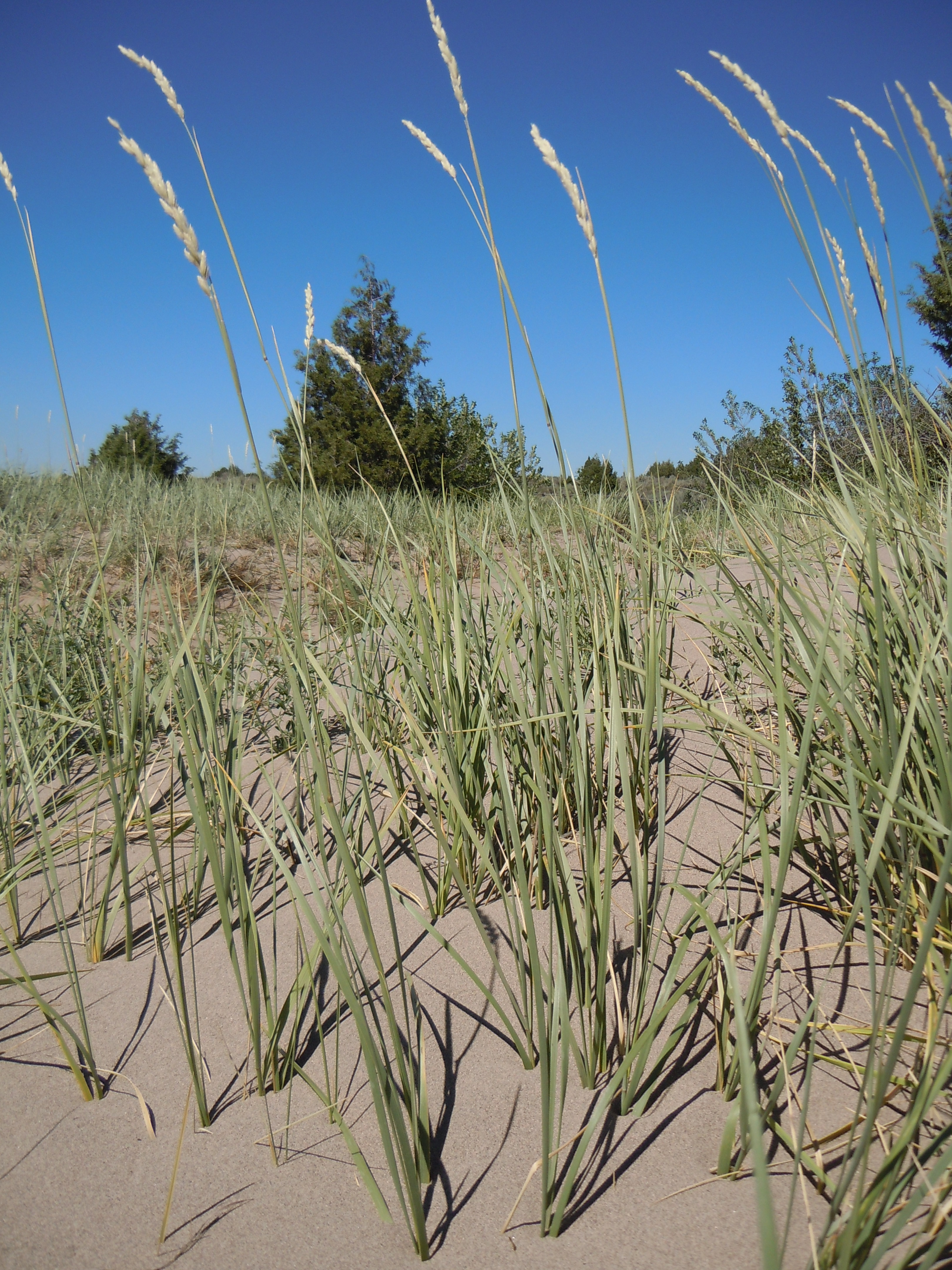 Yellow Wildrye photo 2