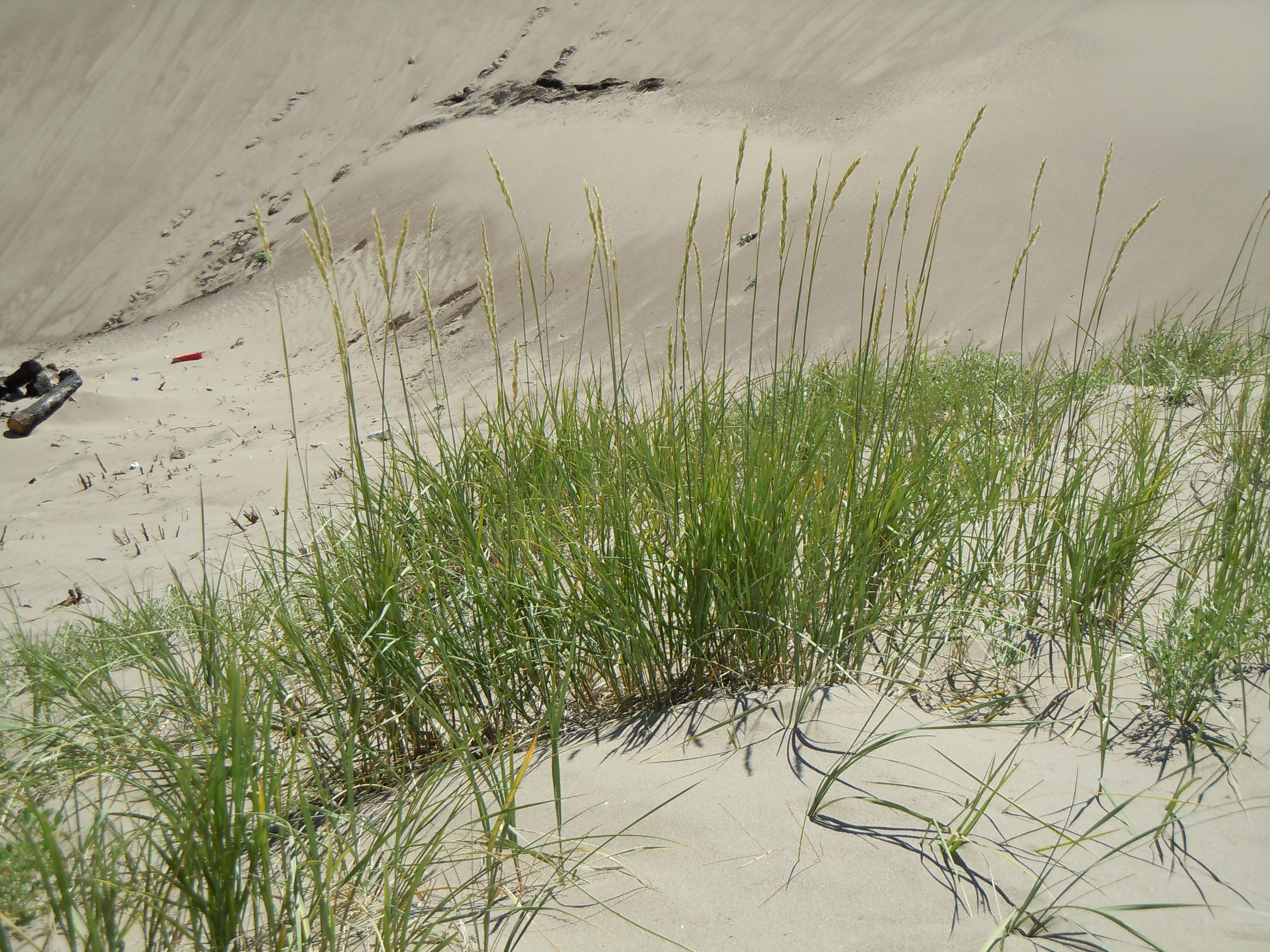 Yellow Wildrye photo 4