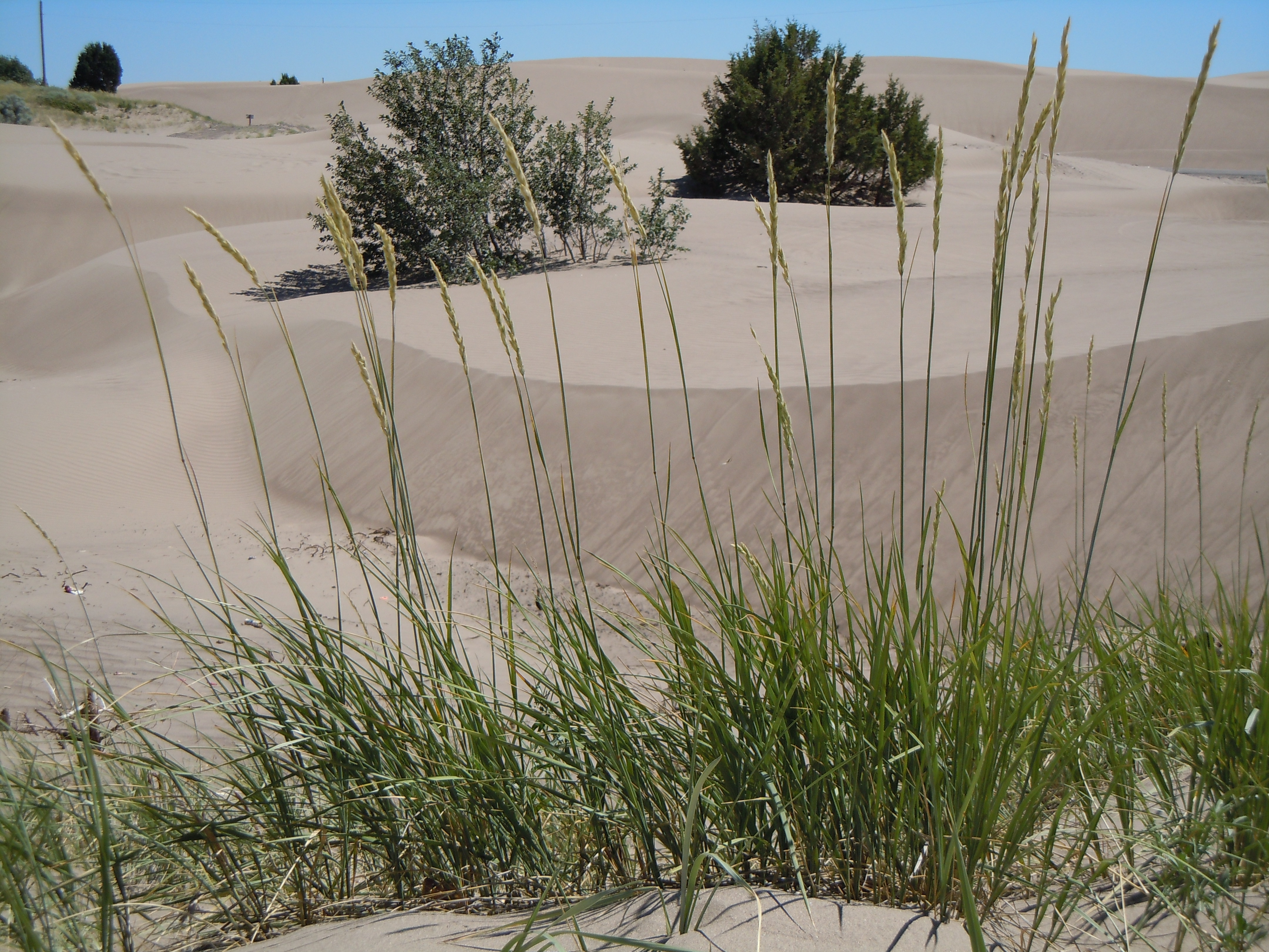 Yellow Wildrye photo 5