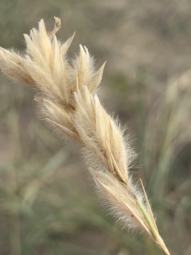 Yellow Wildrye photo 2