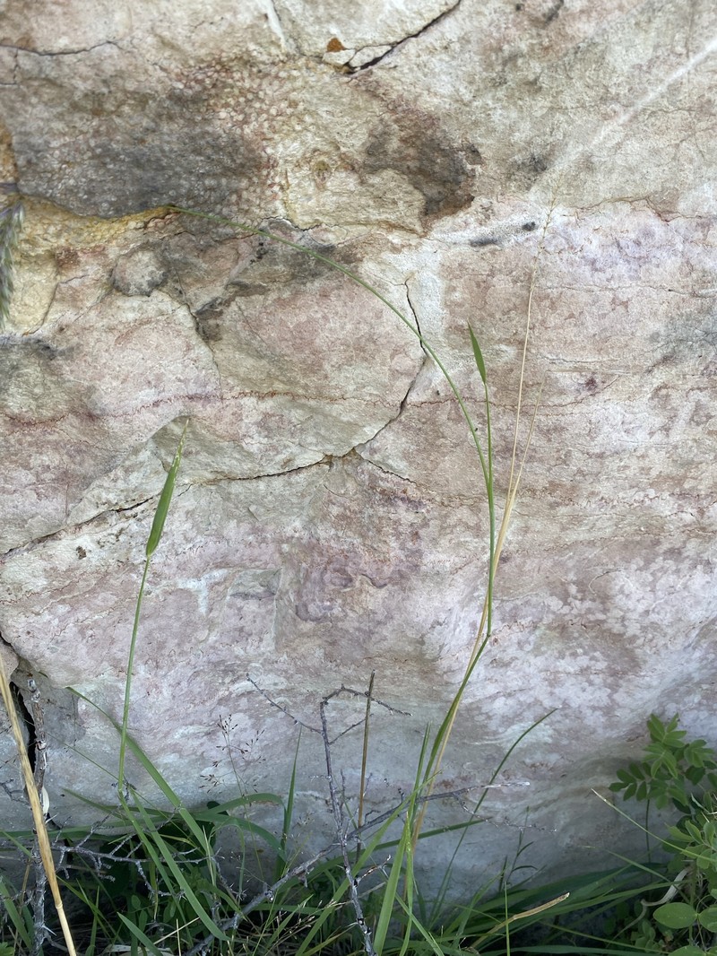 Downy Ryegrass photo 2