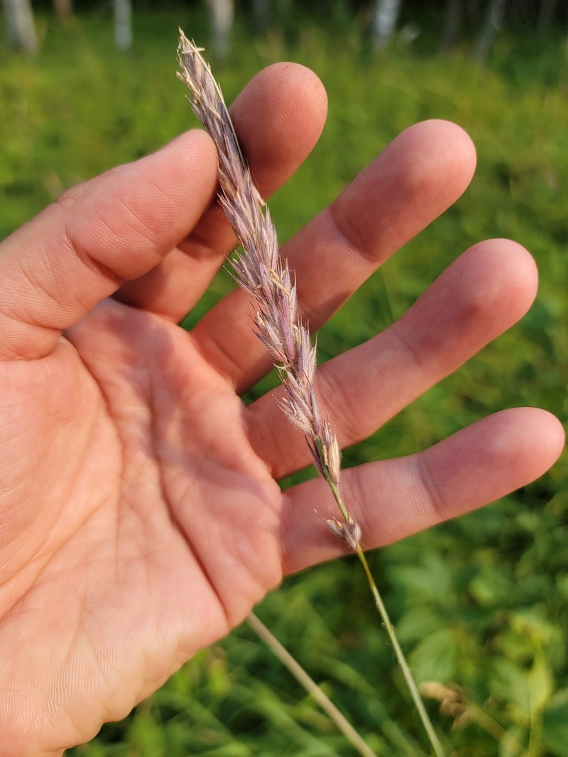 Downy Ryegrass photo 3