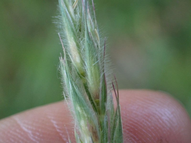 Downy Ryegrass photo 4