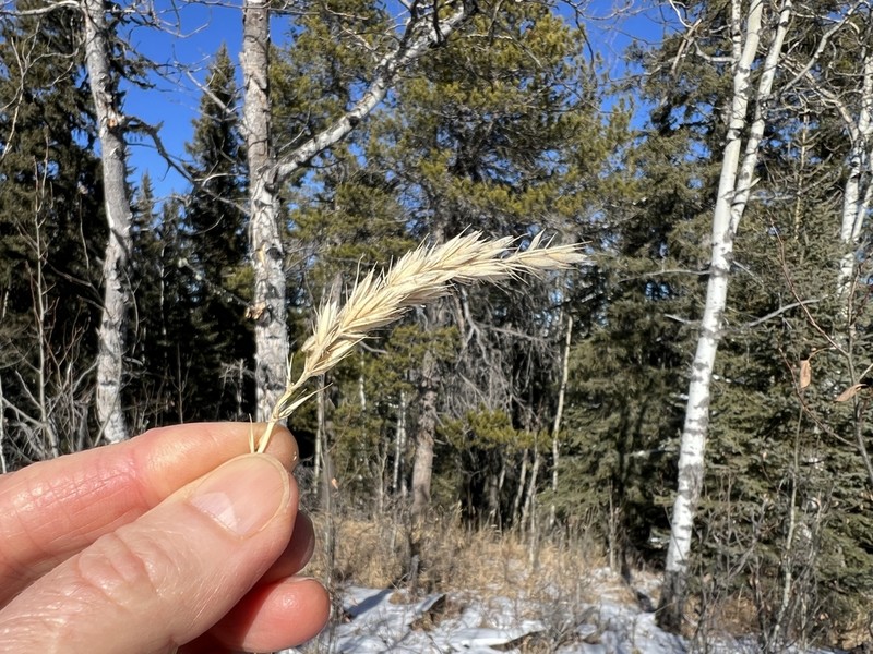 Downy Ryegrass