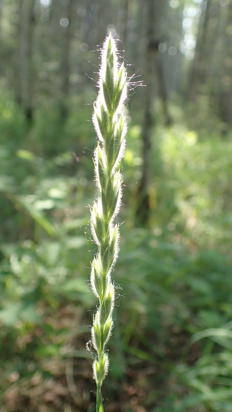 Downy Ryegrass photo 2