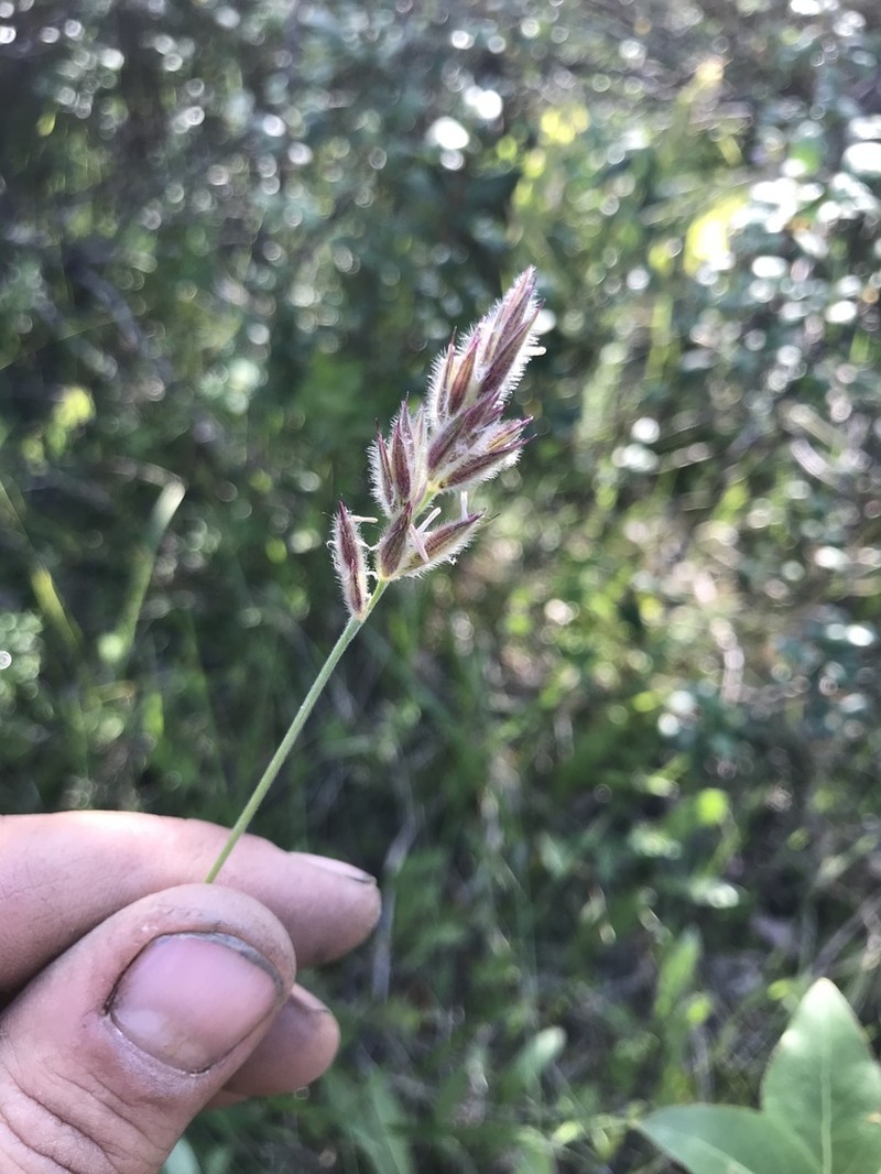Downy Ryegrass photo 3