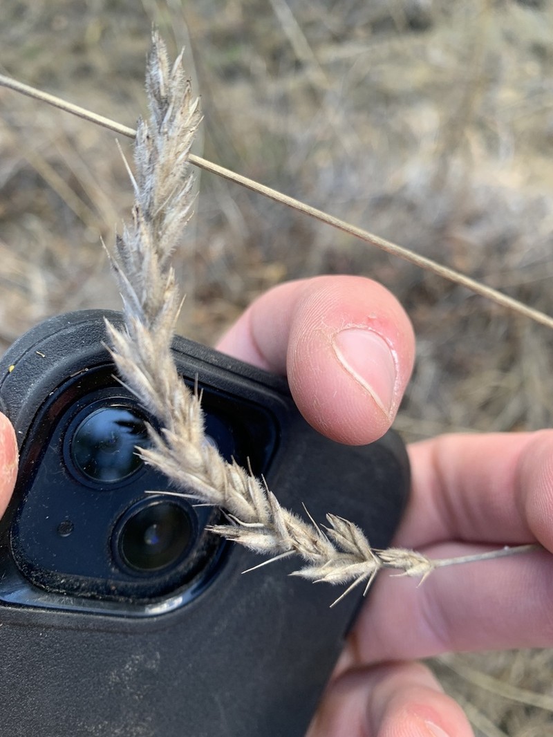 Downy Ryegrass photo 4