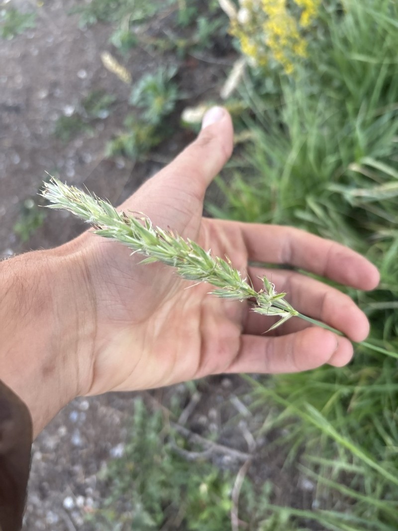 Downy Ryegrass photo 5