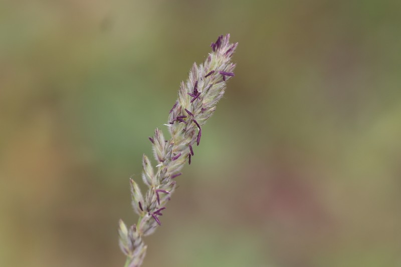 Downy Ryegrass photo 7