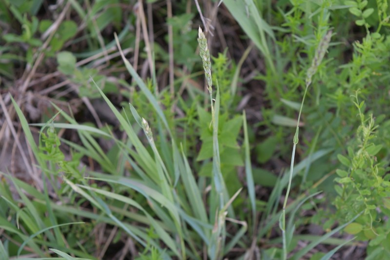 Downy Ryegrass photo 8