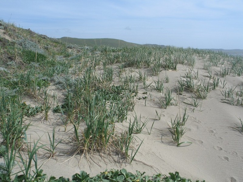 American Dunegrass