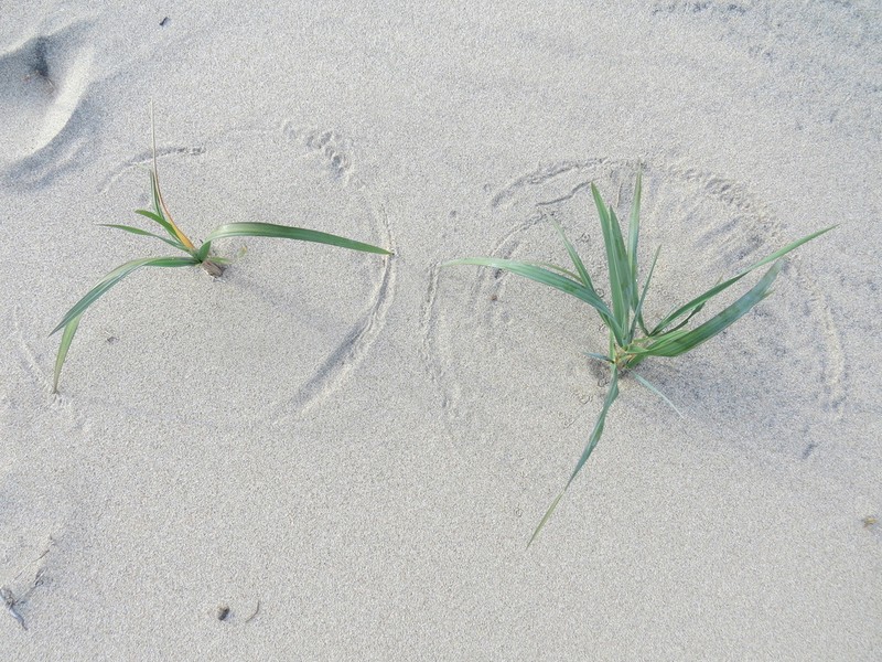 American Dunegrass photo 3