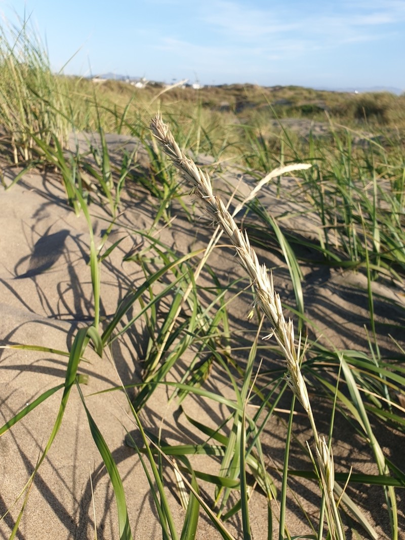 American Dunegrass photo 4