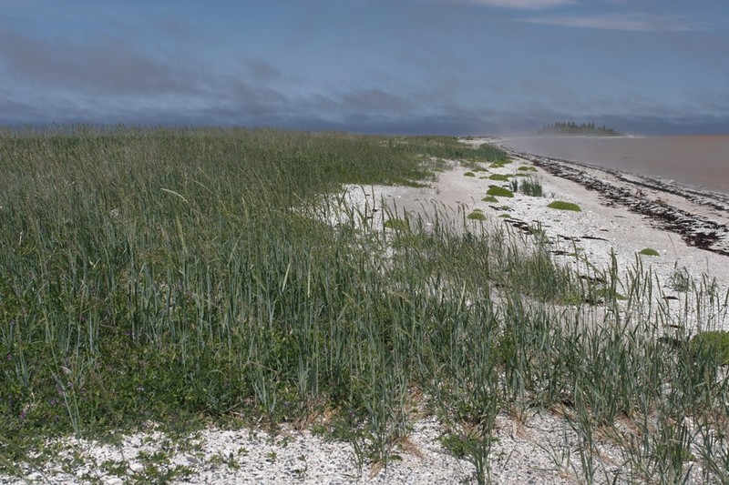 American Dunegrass photo 5