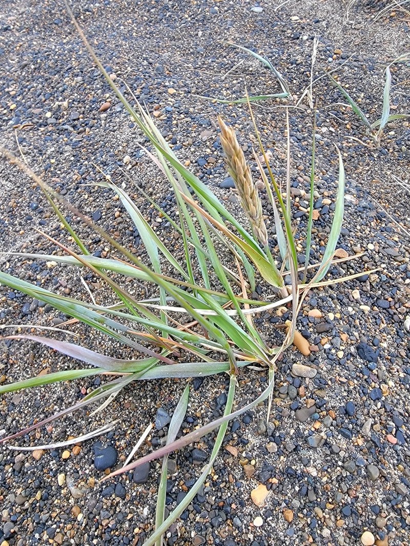 American Dunegrass photo 6