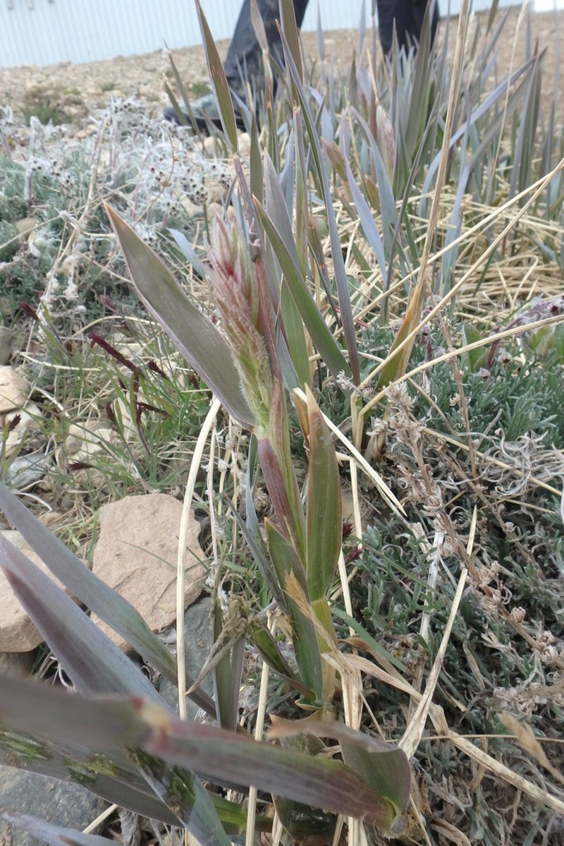American Dunegrass photo 7
