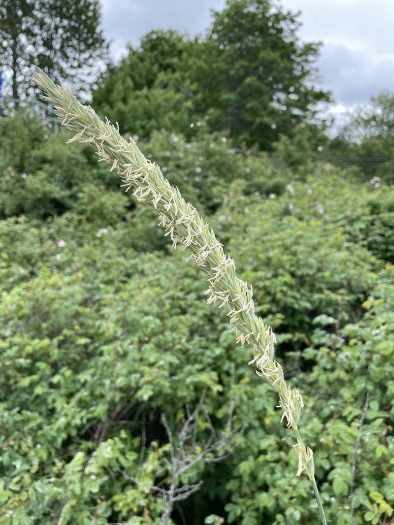 American Dunegrass photo 8