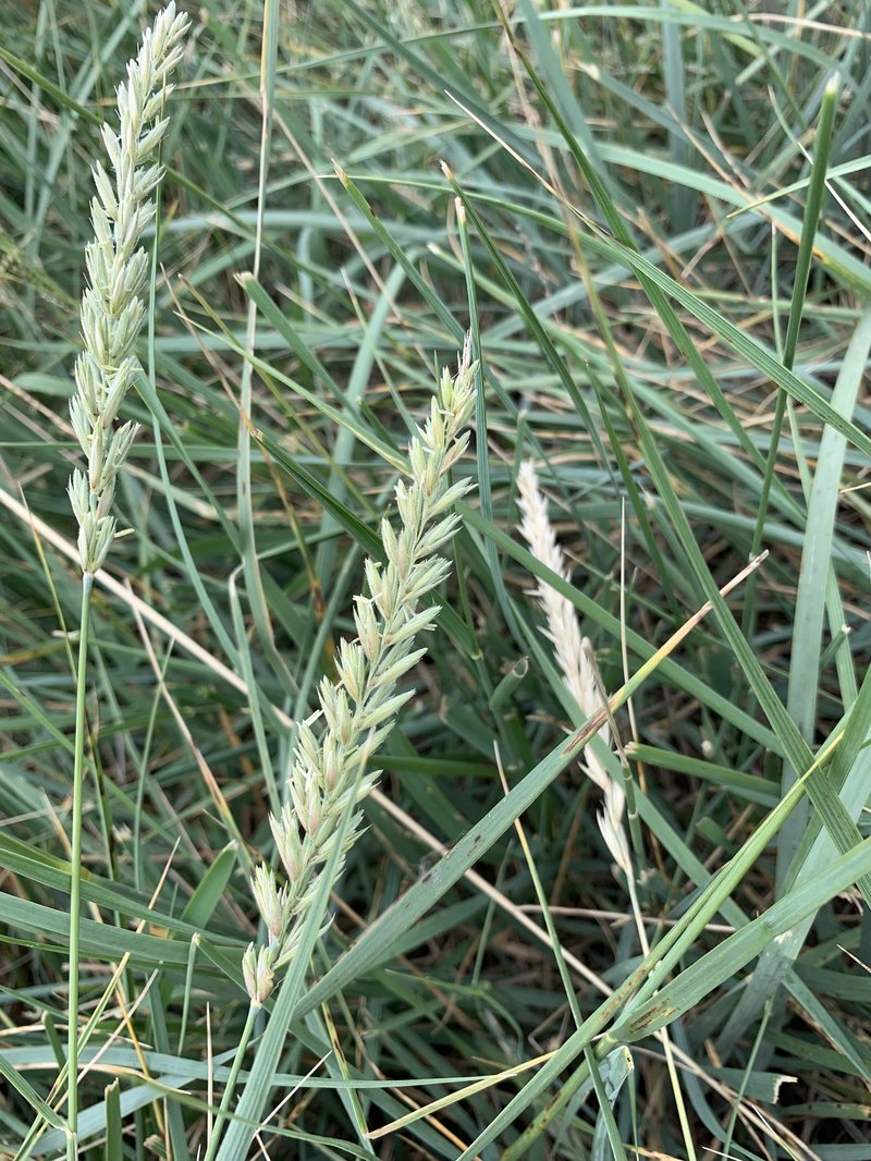 Leymus paboanus