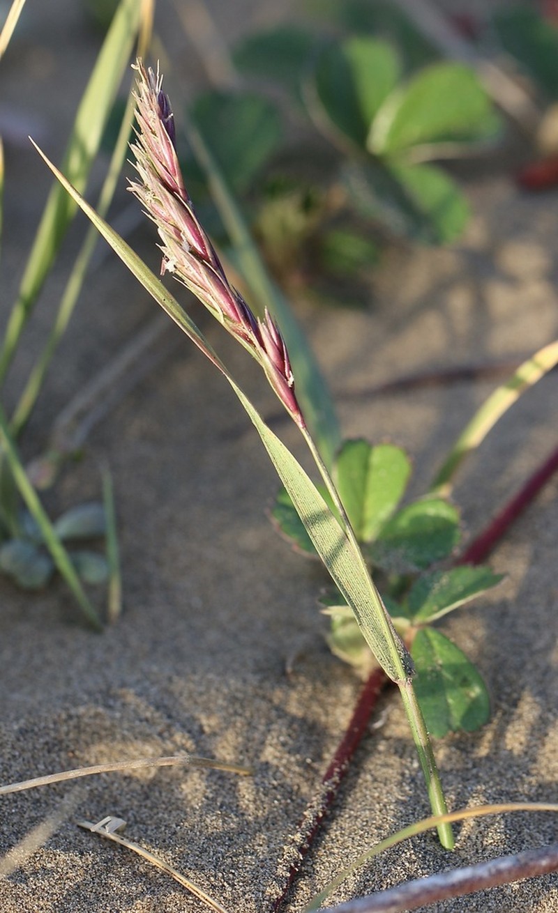 Pacific Wildrye photo 5
