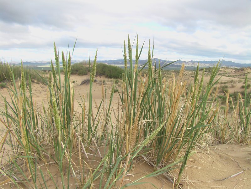 Mammoth Wildrye photo 7