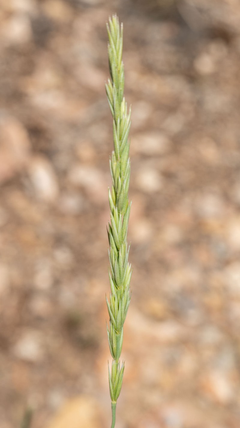 Leymus salina photo 3