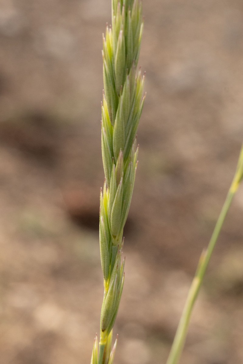 Leymus salina photo 4