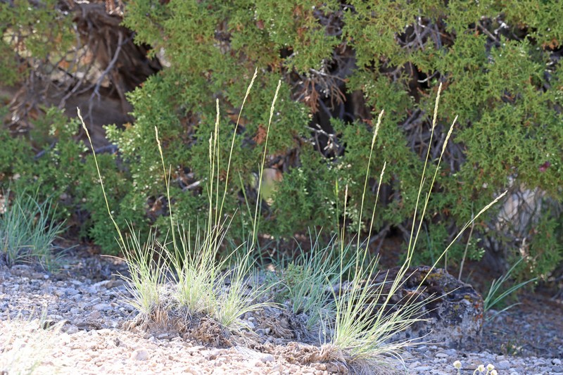 Leymus salina photo 7