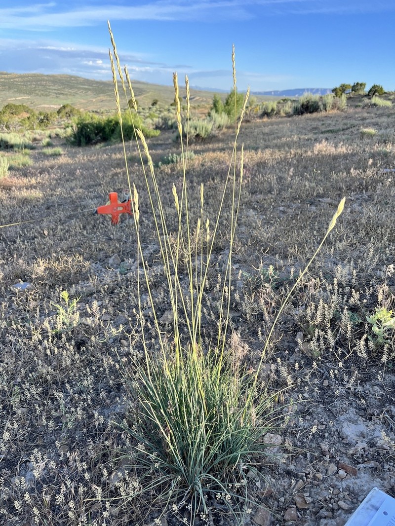 Leymus salina photo 8