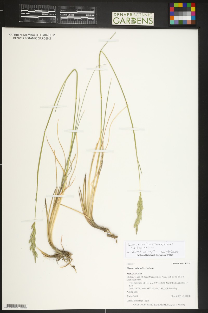 Leymus salina subsp. salina