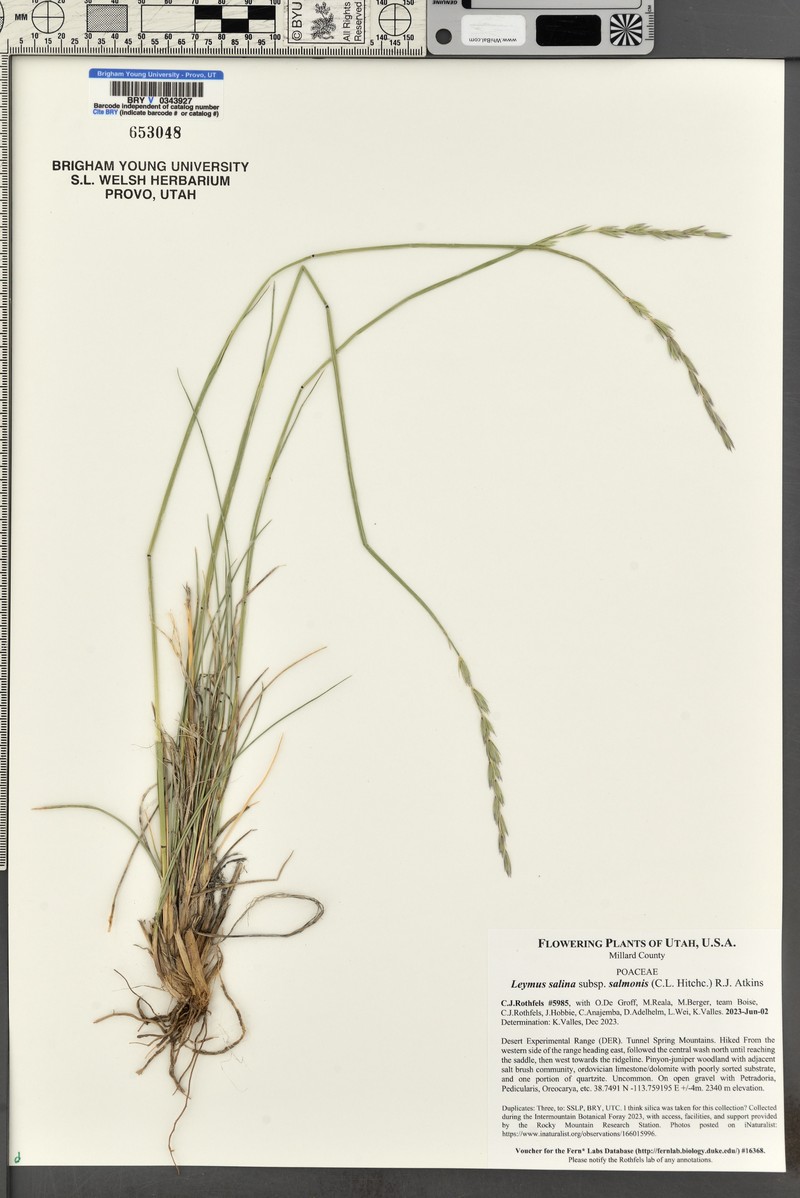Leymus salina subsp. salmonis photo 2
