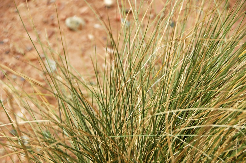 saline wildrye
