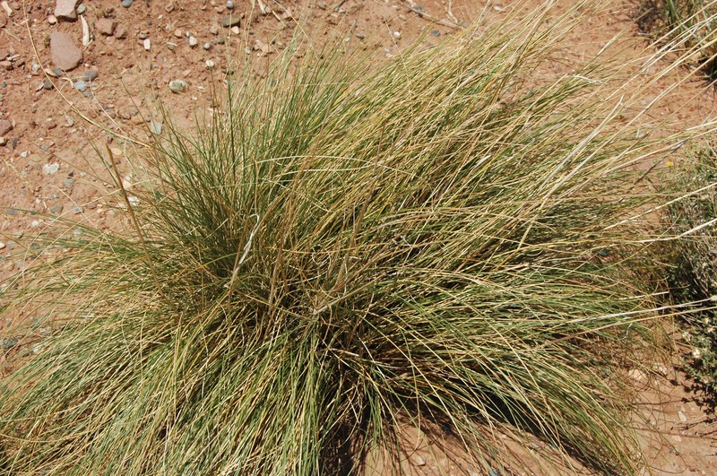 saline wildrye photo 2