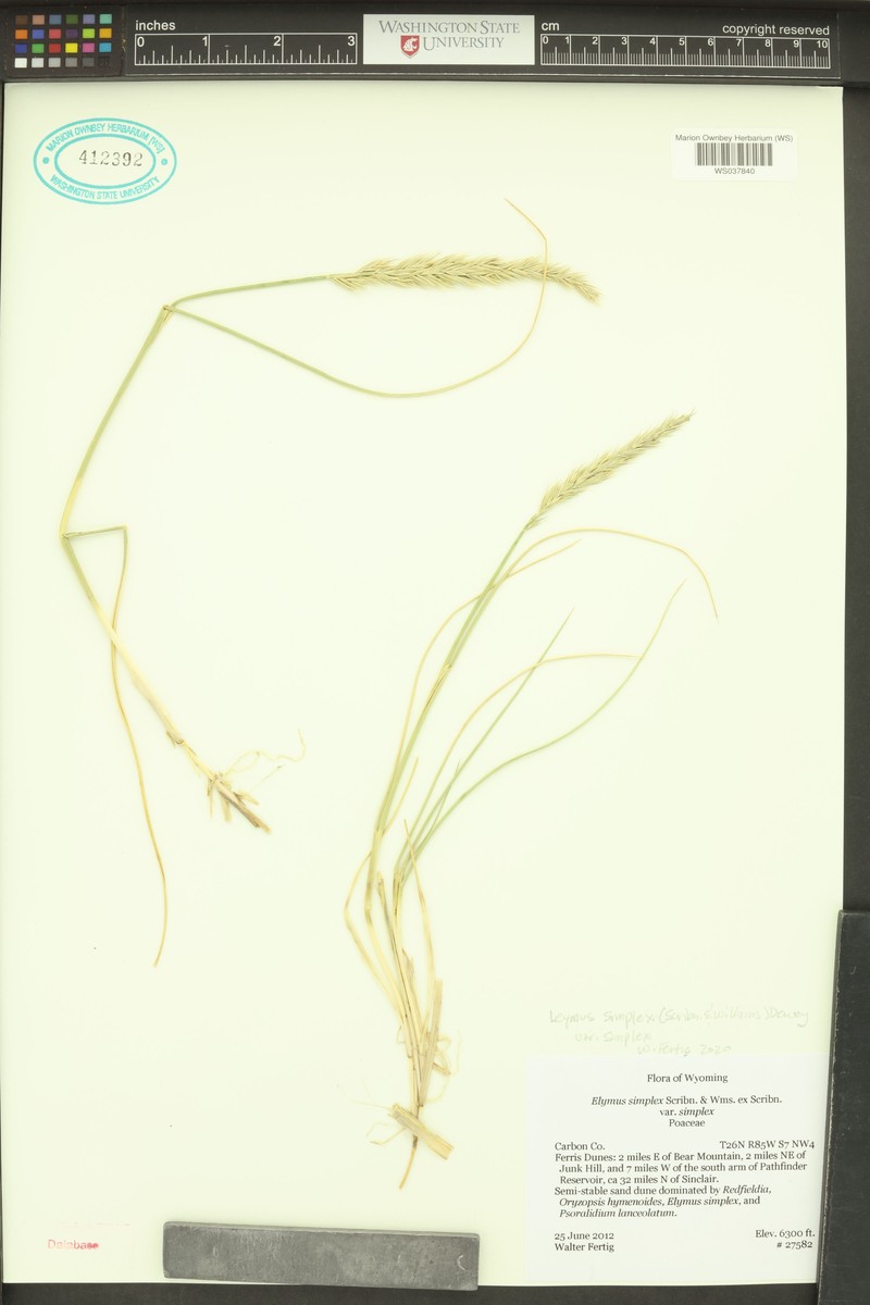 Alkali Wildrye
