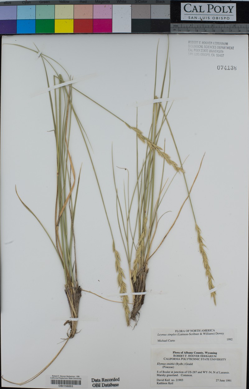 Alkali Wildrye photo 2