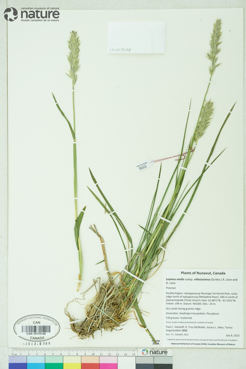 Leymus villosissimus photo 4