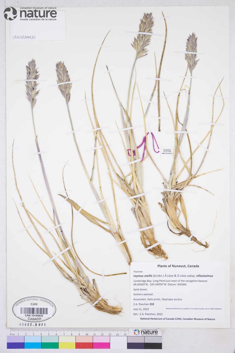 Leymus villosissimus photo 5