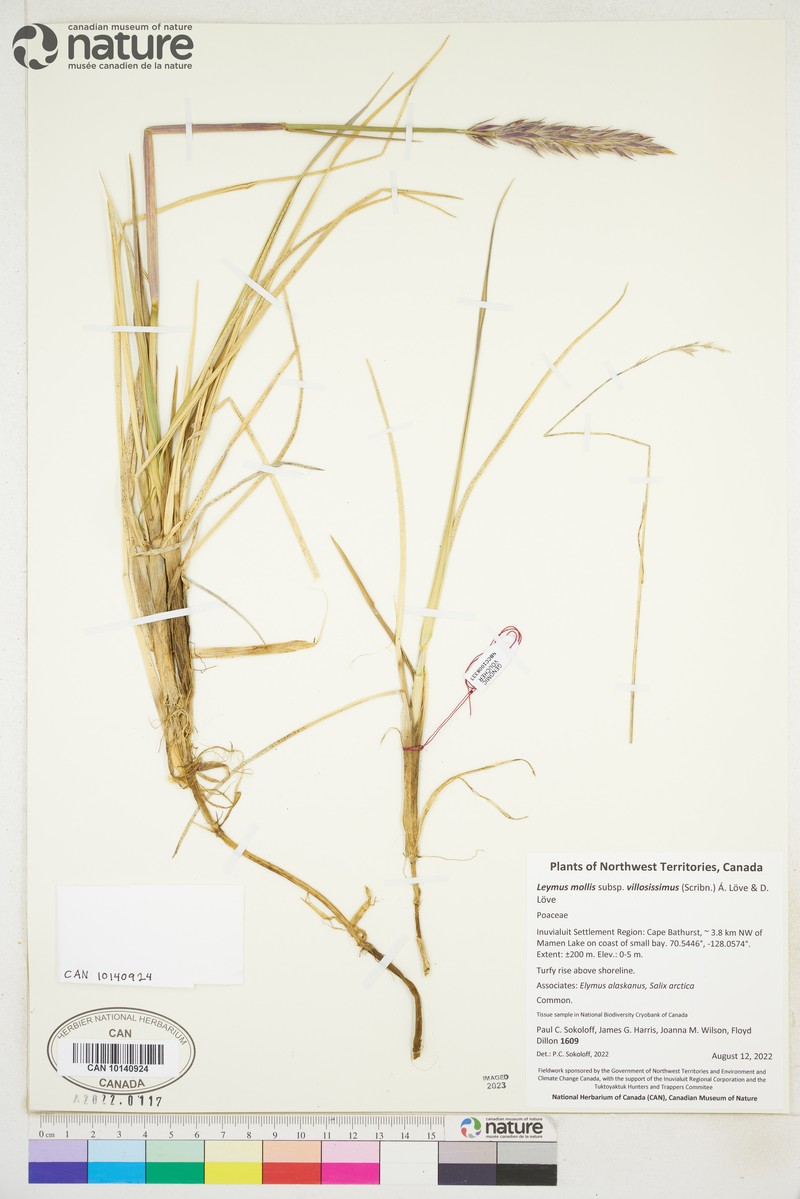 Leymus villosissimus photo 6