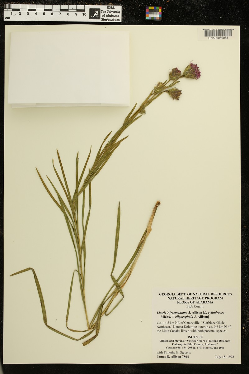 hybrid blazing star photo 3
