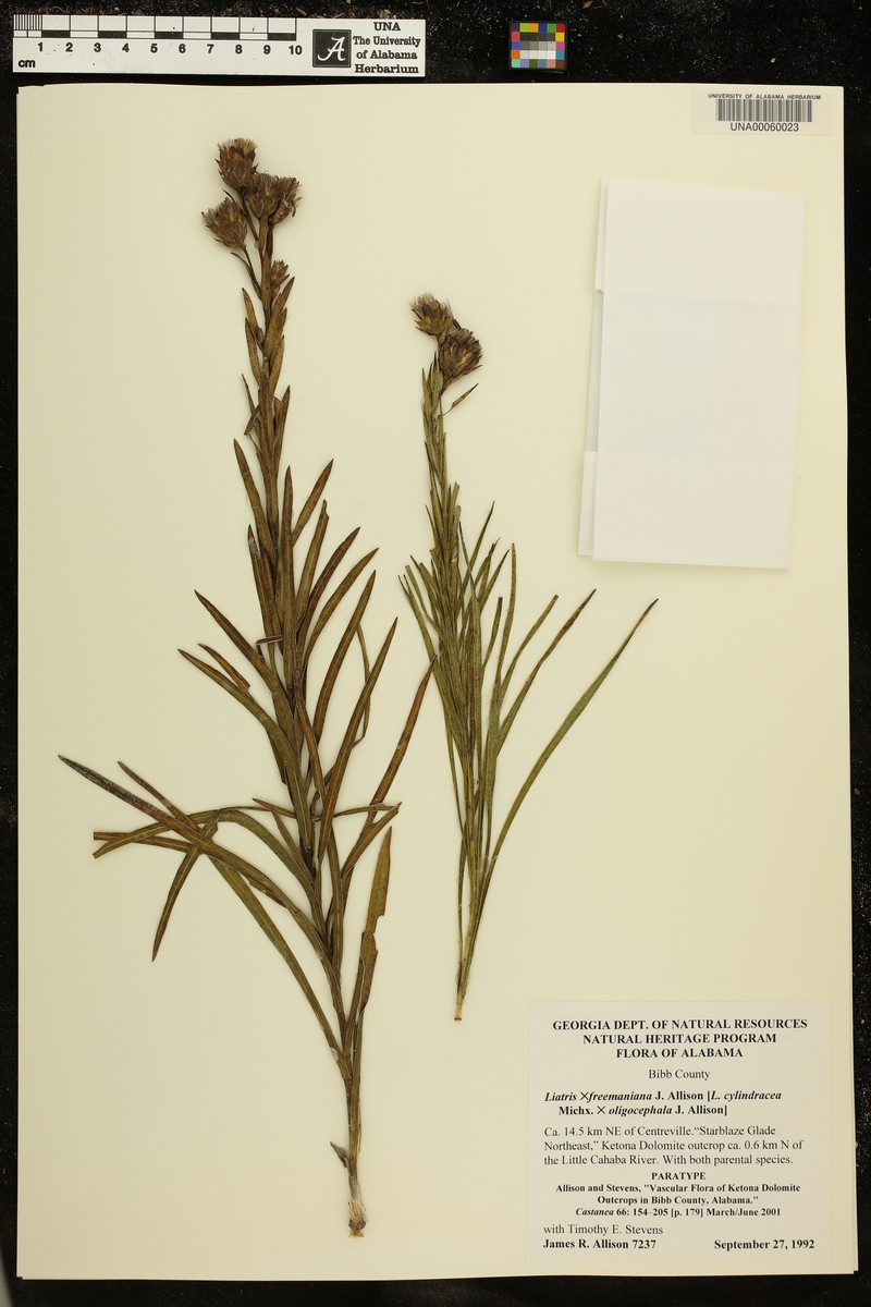 hybrid blazing star photo 5
