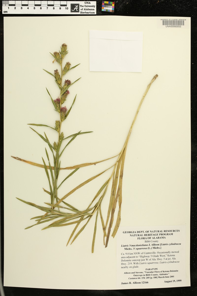 hybrid blazing star