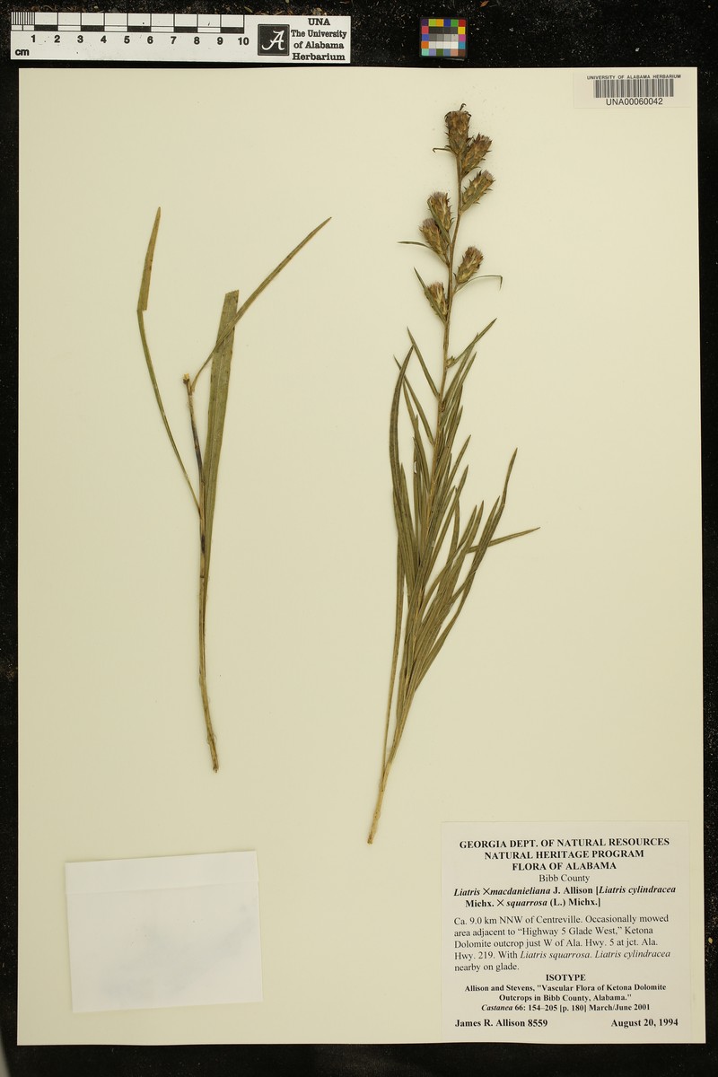 hybrid blazing star photo 4